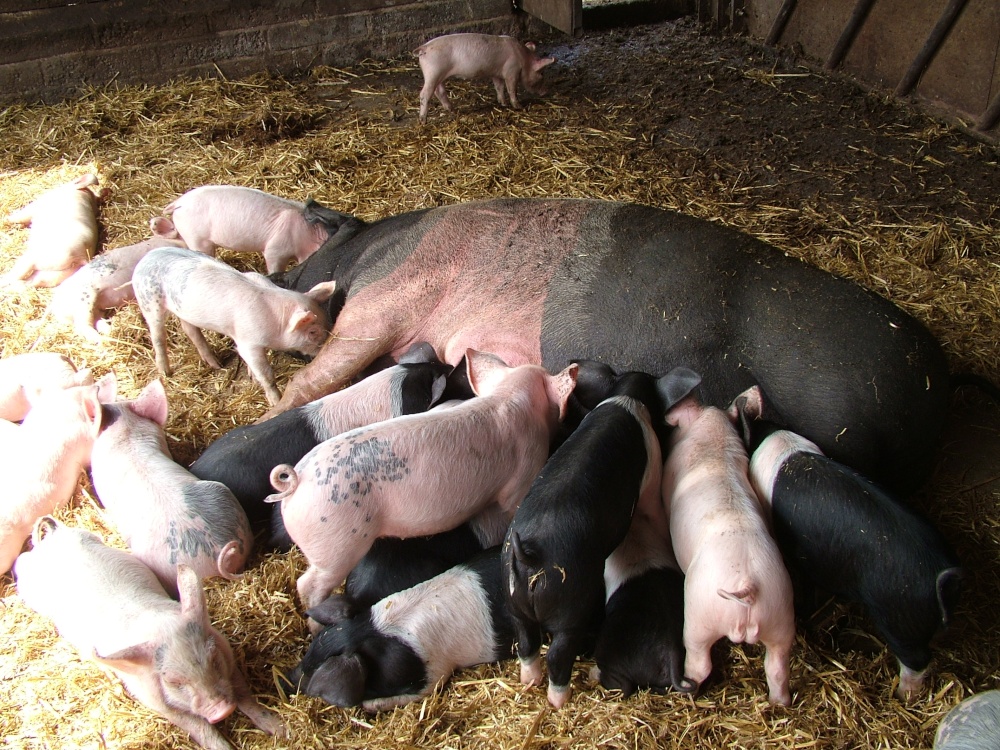 Pigs in Witton Gilbert