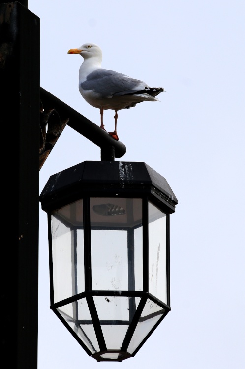 Gull on lamp