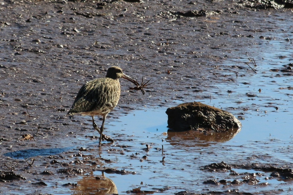 Ottermouth snipe
