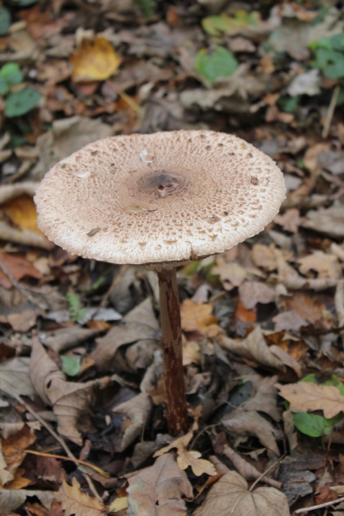 Fungus