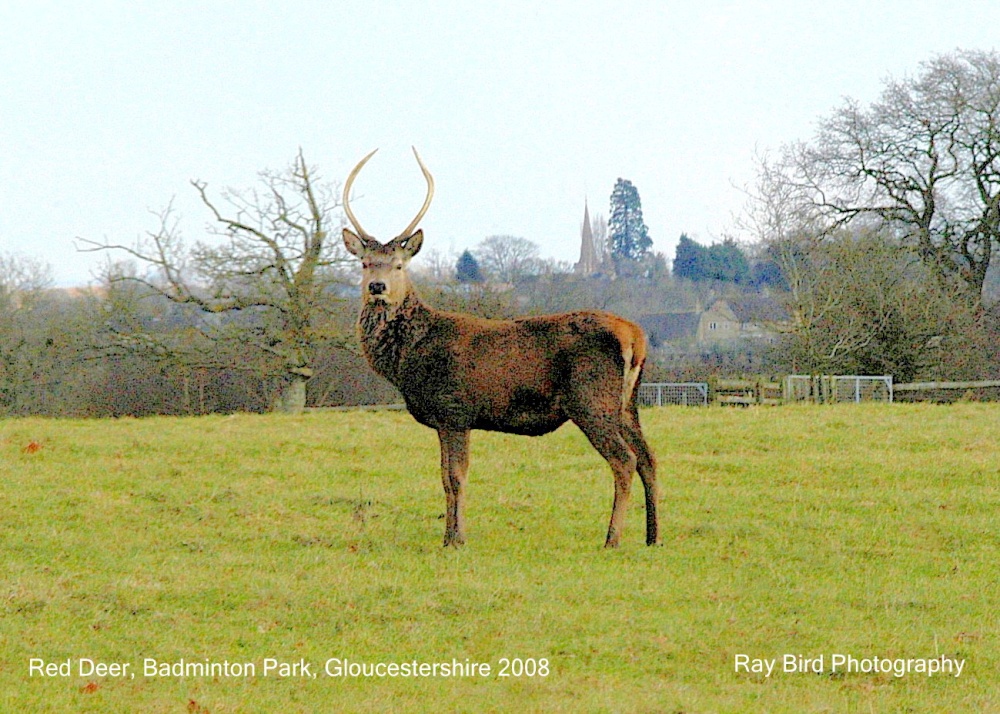 Red Deer, Badminton Park, Gloucestershire 2008