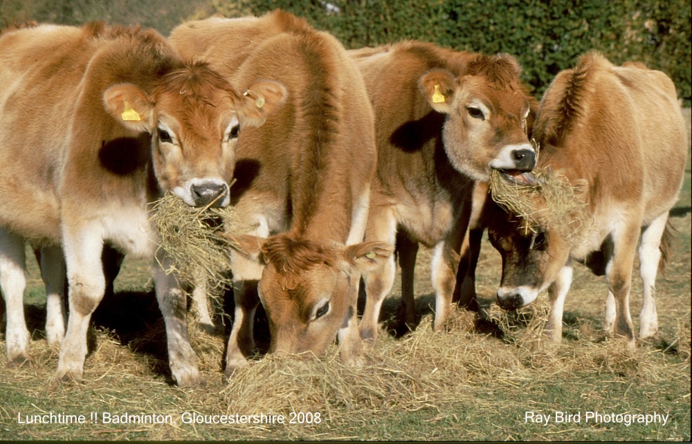 Jersey Heifers, Badminton, Gloucestershire 2008