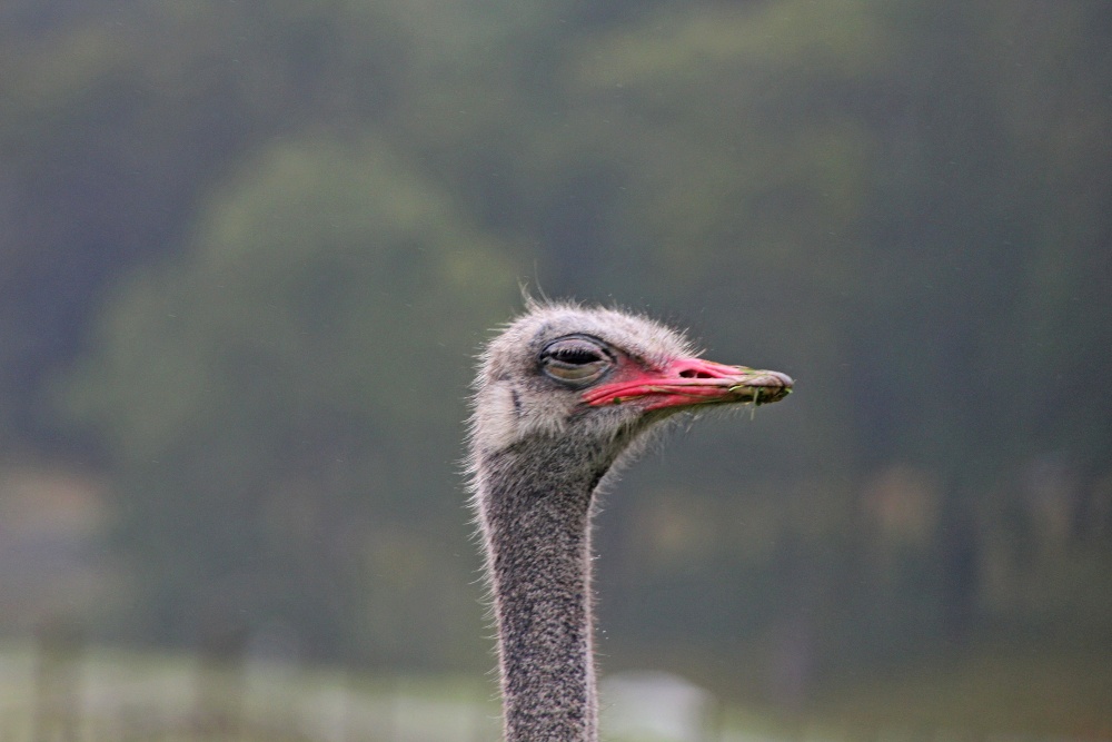 Longleat emu