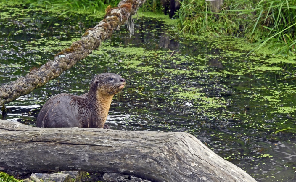 Wingham Wildlife Park