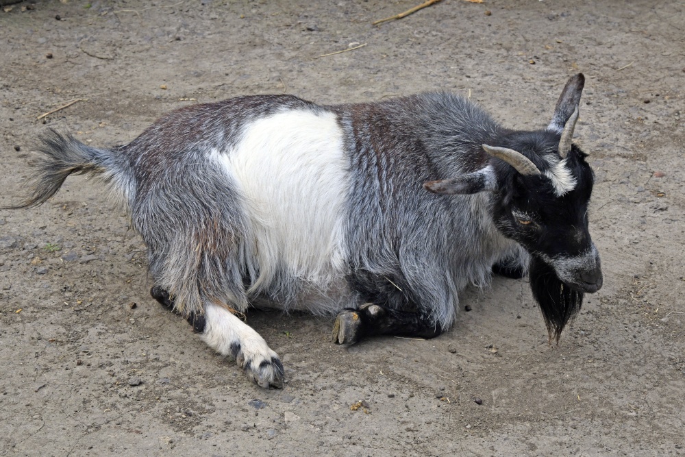 Wingham Wildlife Park