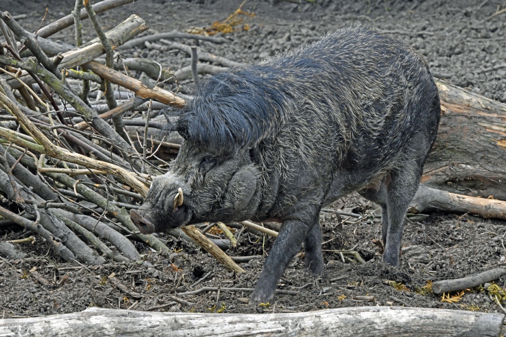 Wingham Wildlife Park