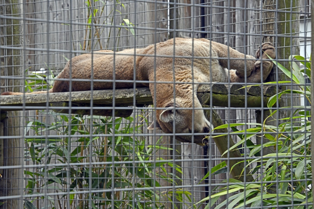 Wingham Wildlife Park