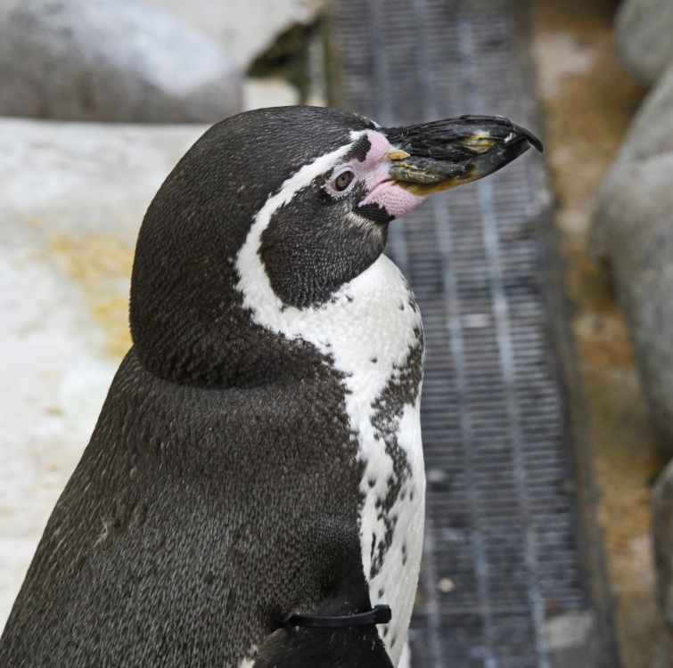 Wingham Wildlife Park