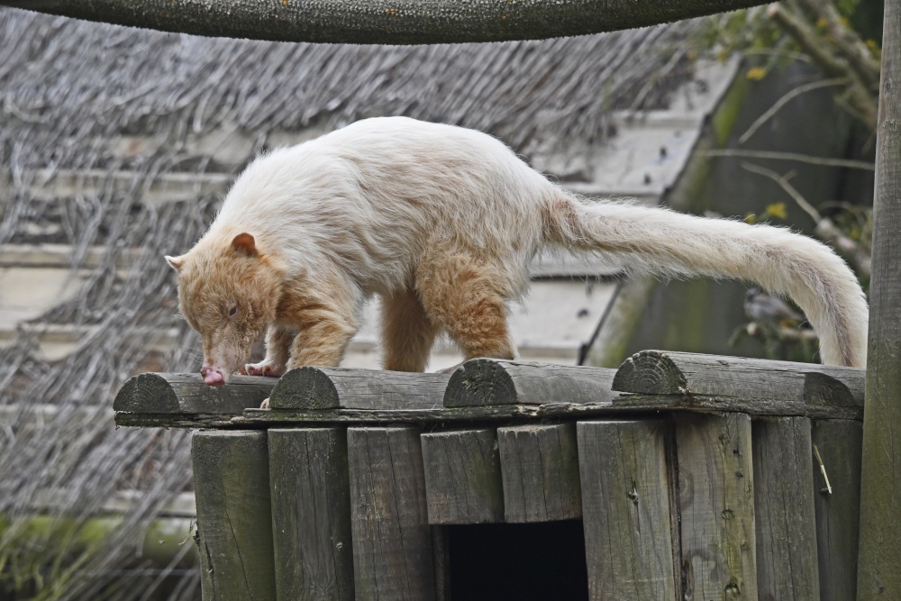 Wingham Wildlife Park