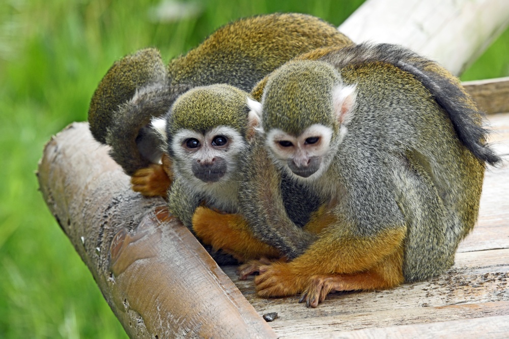 Wingham Wildlife Park