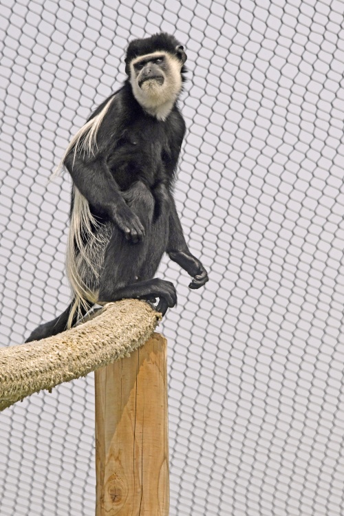 Wingham Wildlife Park