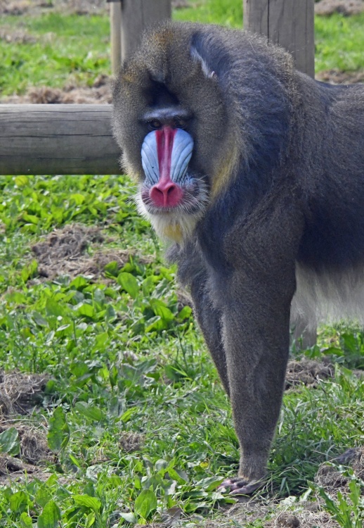 Wingham Wildlife Park