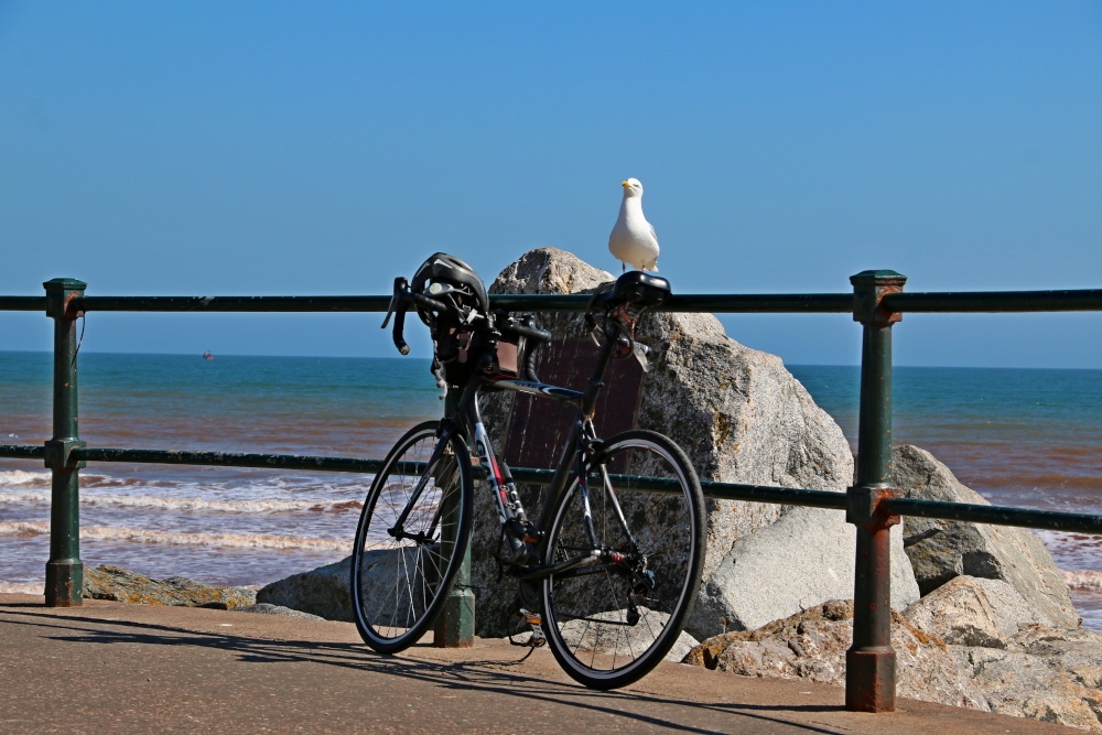 Bird on a bike