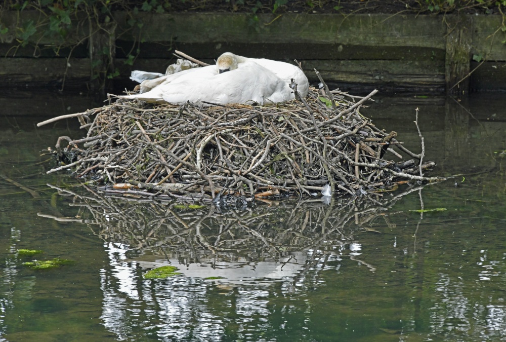 Audley End Gardens