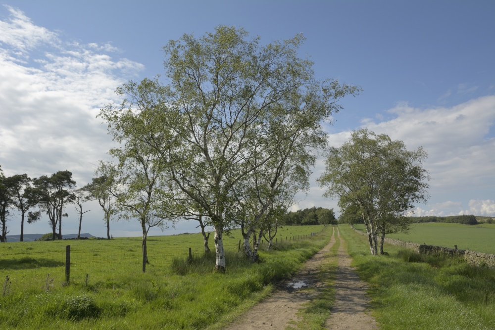 A Track on Gun Hill above Leek, Staffordshire Moorlands
