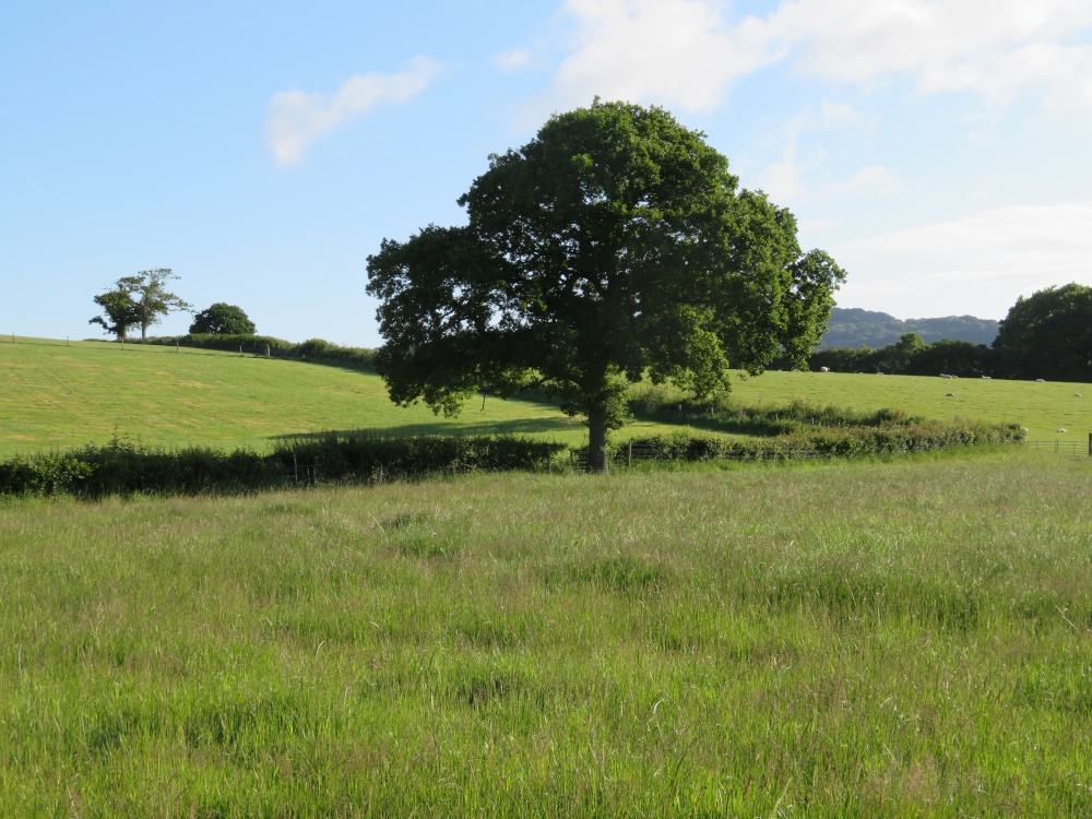 Picturesque tree in a picturesque field near Pilsdon, Dorset