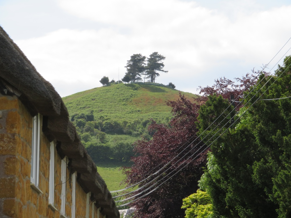 Photograph of View towards Colmers Hill above Symondsbury, Dorset