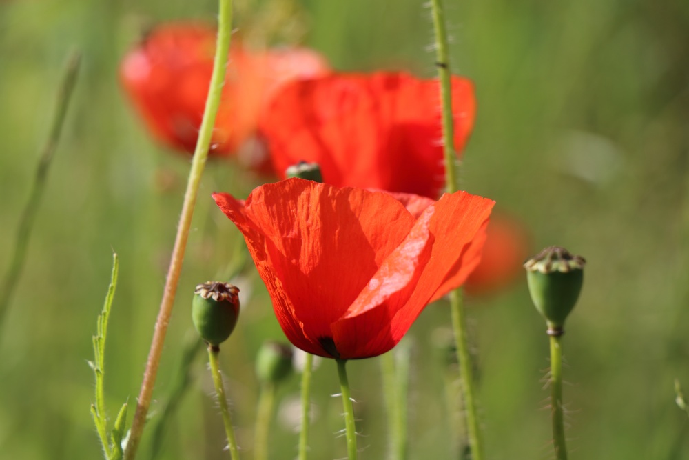 Poppies in Welling