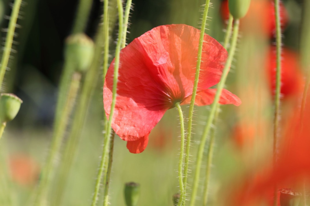 Welling Poppies