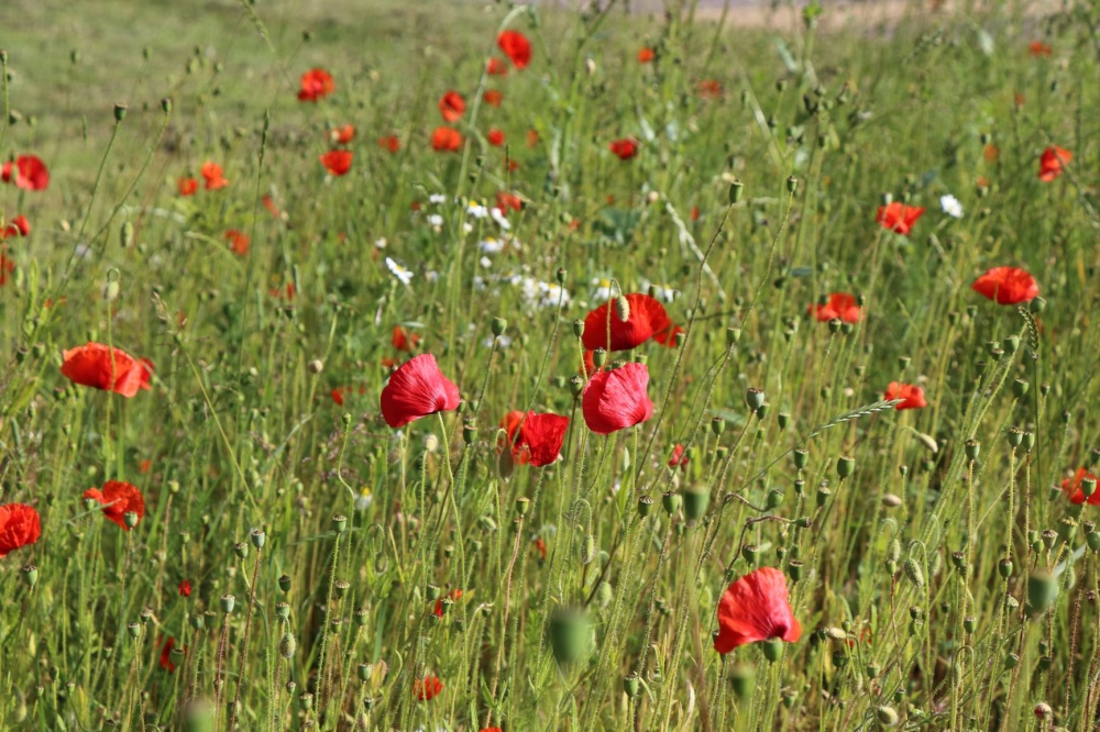 Poppies