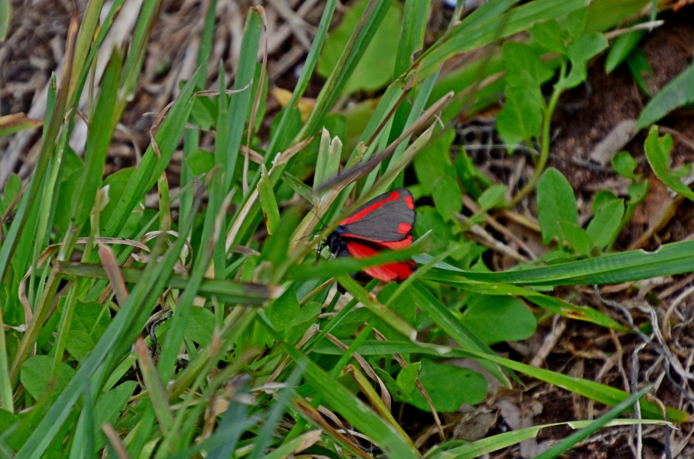 Budleigh cinnabar moth
