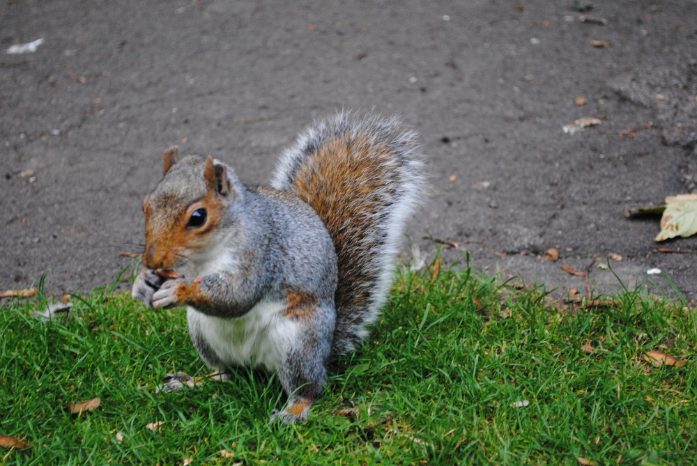 Squirrel photo by Mandy James