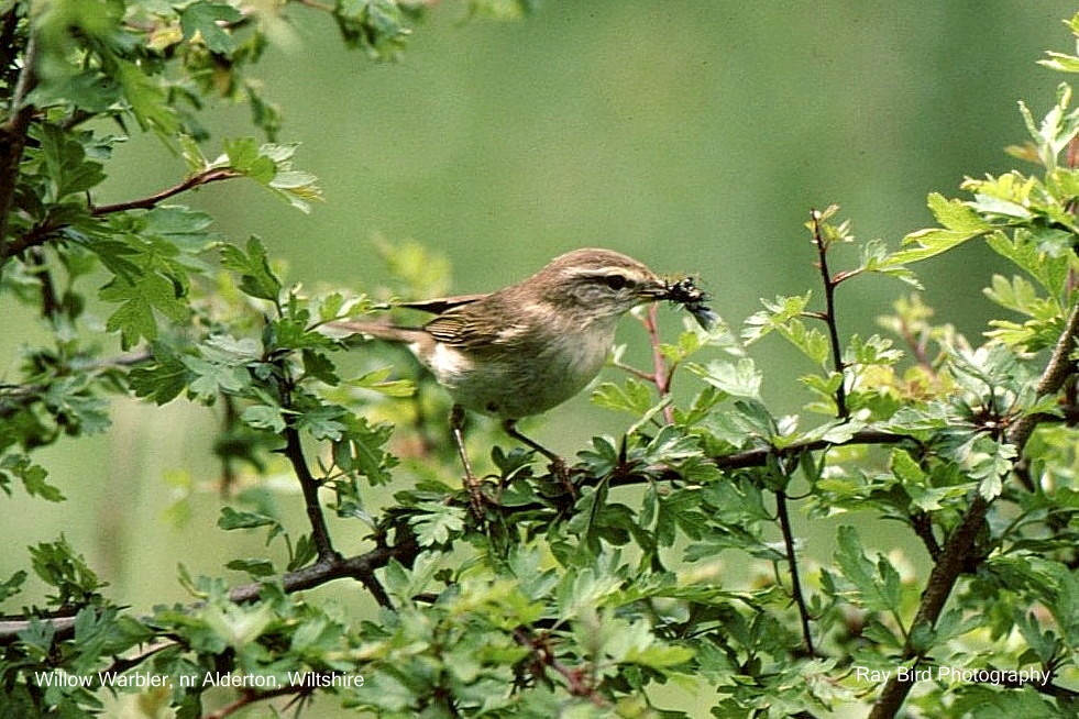 Willow Warbler, nr Alderton, Wiltshire