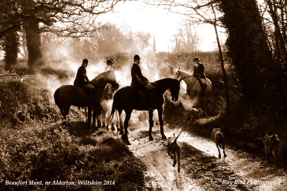 Beaufort Hunt, nr Alderton, Wiltshire 2014