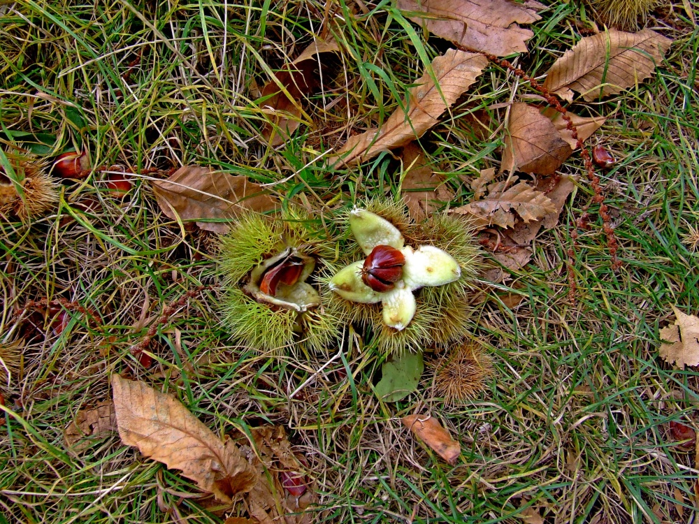 Budleigh's chestnuts