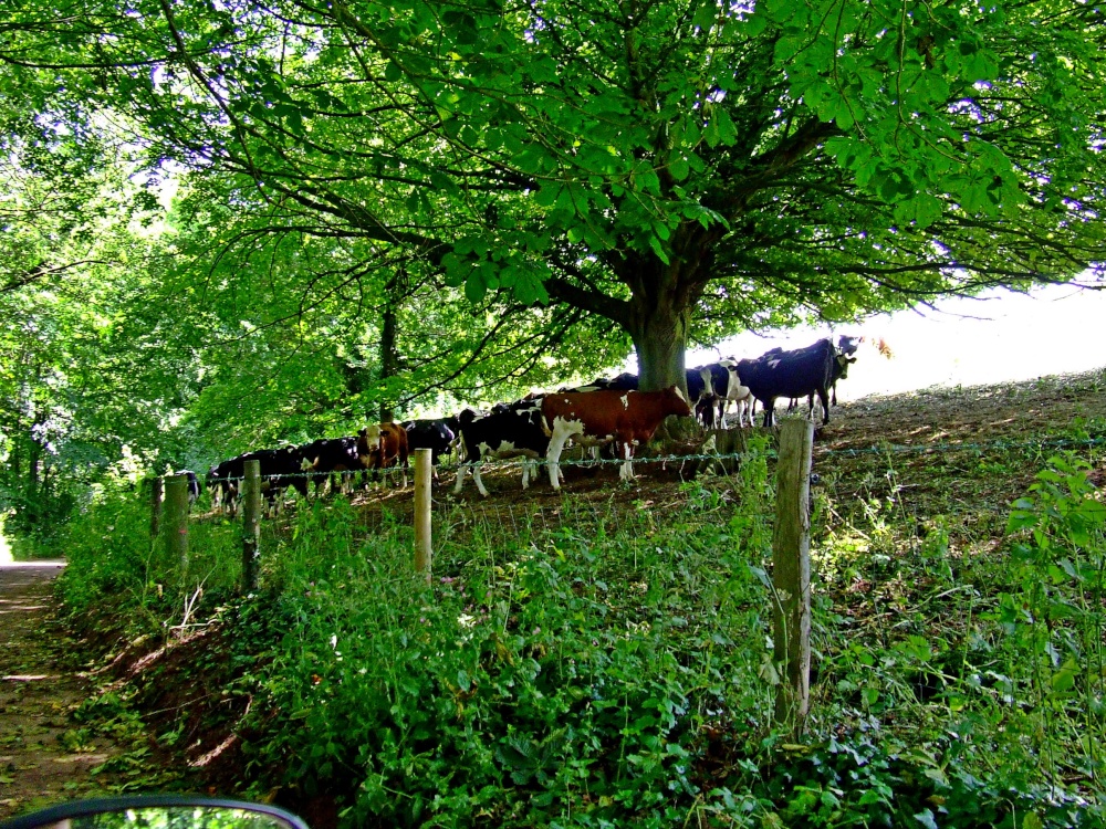 Cow  shade of Otterton