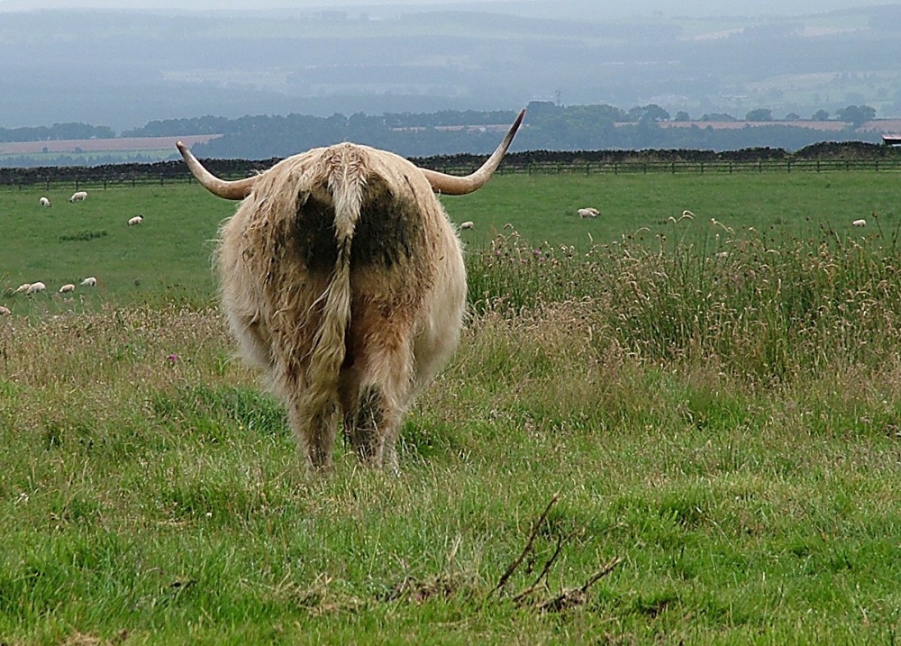 Little Whittington and big horns
