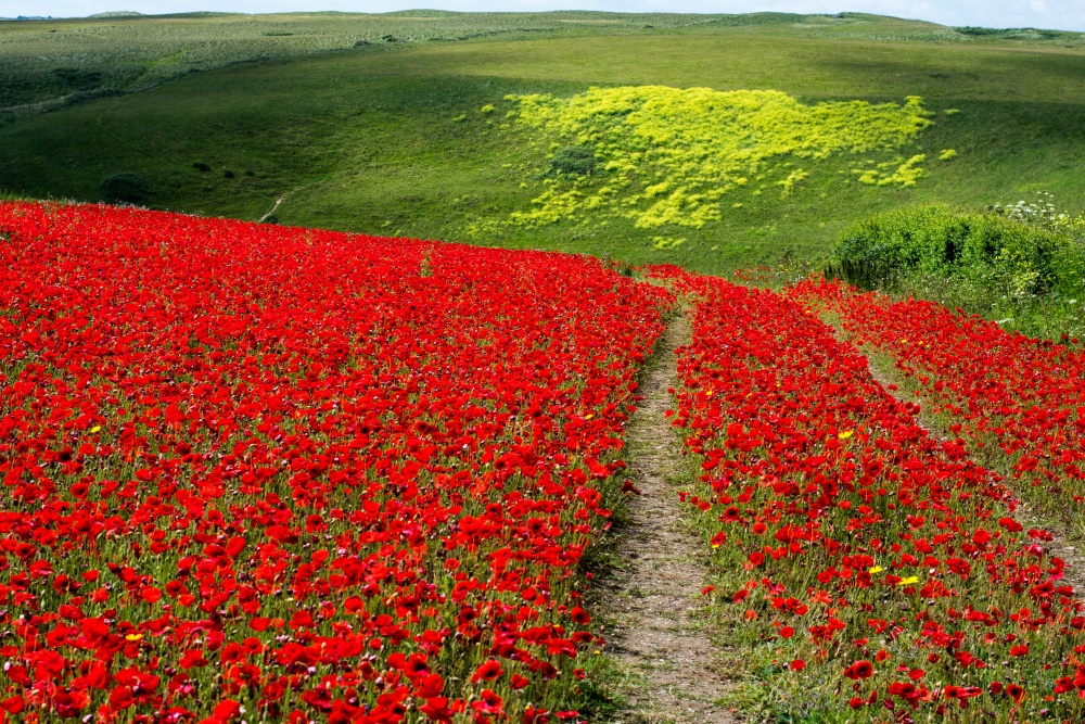 Poppies, Polly Joke, West Pentire, Newquay, Cornwall photo by Dawn Walters