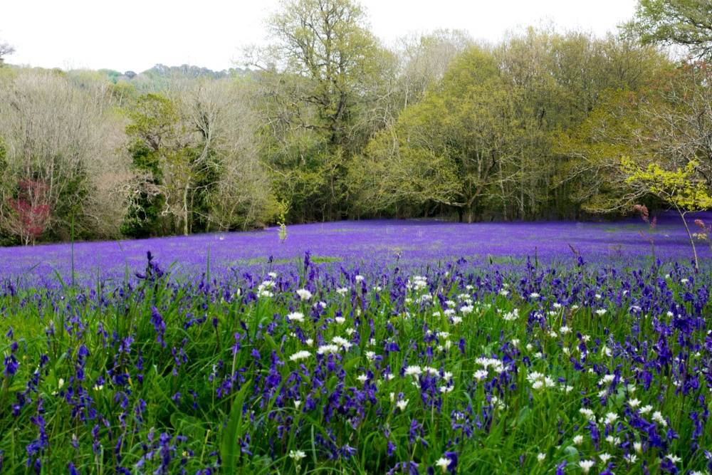 Bluebells, Park Lye,  Enys Gardens, Gluvias, Penryn,Cornwall photo by Dawn Walters
