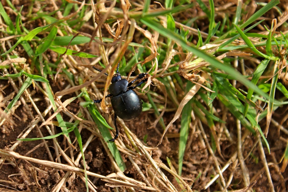Tipton beetle