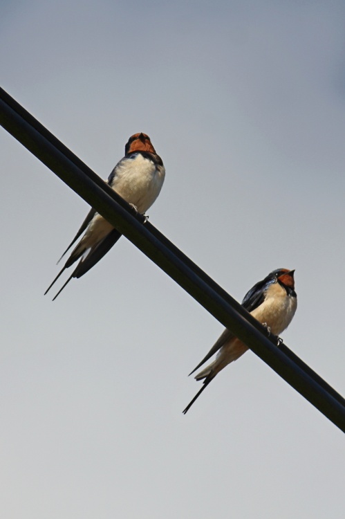 Two Budleigh swallows