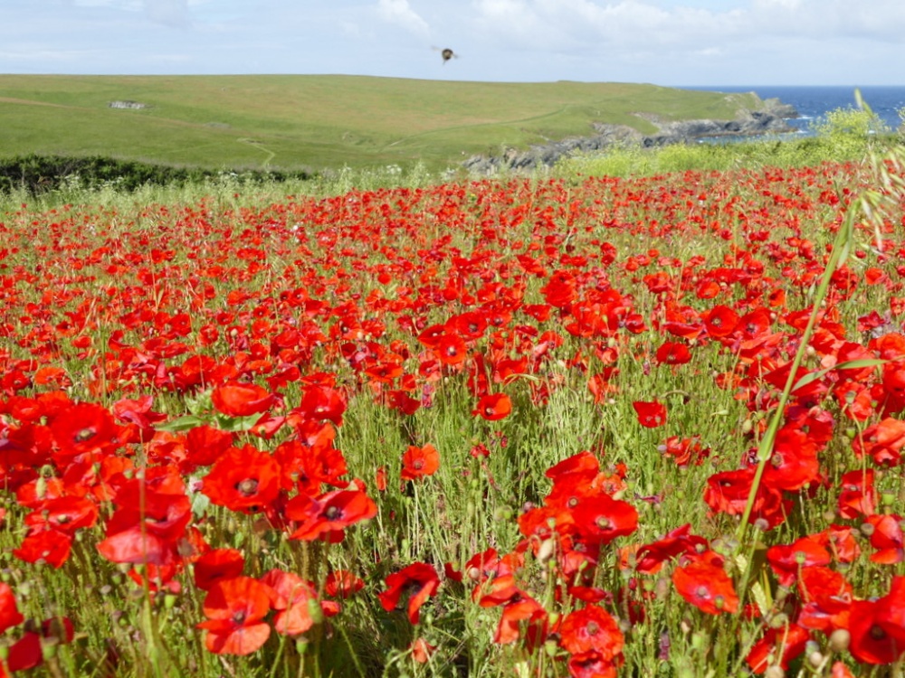Photograph of Poppies