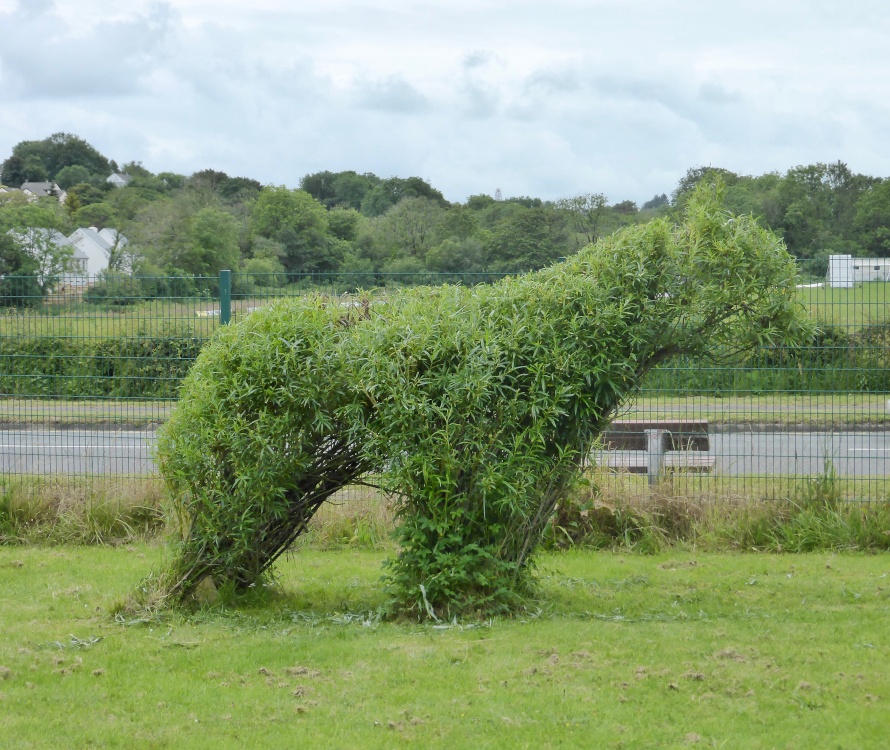 A Topiary Bear at Kilgetty, Pembrokeshire