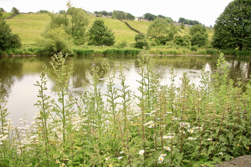 Photograph of Ball Pond Nature Reserve