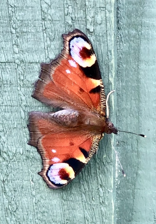 Peacock Butterfly, Peterborough