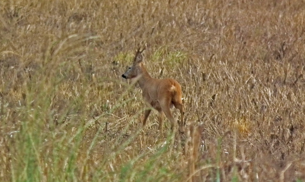 Roe Deer