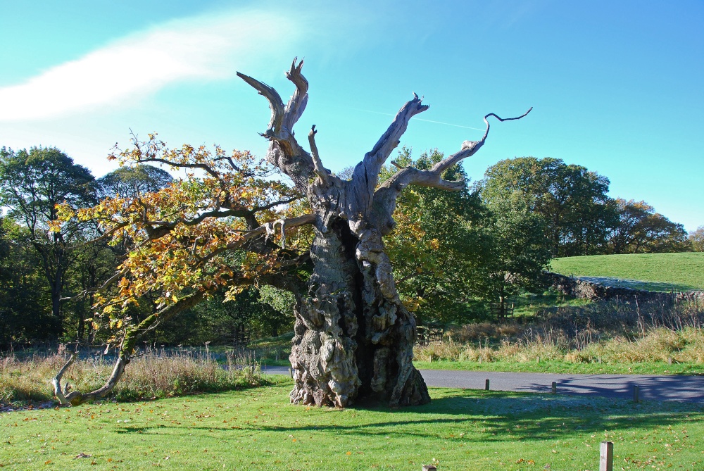 A picture of Bolton Priory
