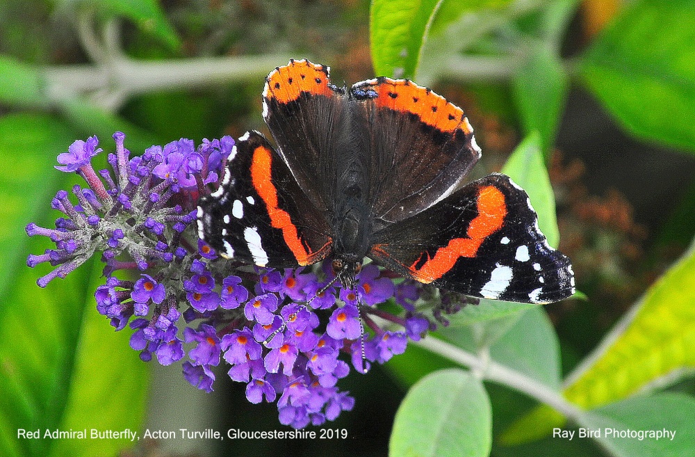 Red Admiral Butterfly, Acton Turville, Gloucestershire 2019