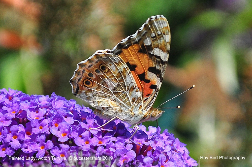 Painted Lady Butterfly, Acton Turville, Gloucestershire 2019