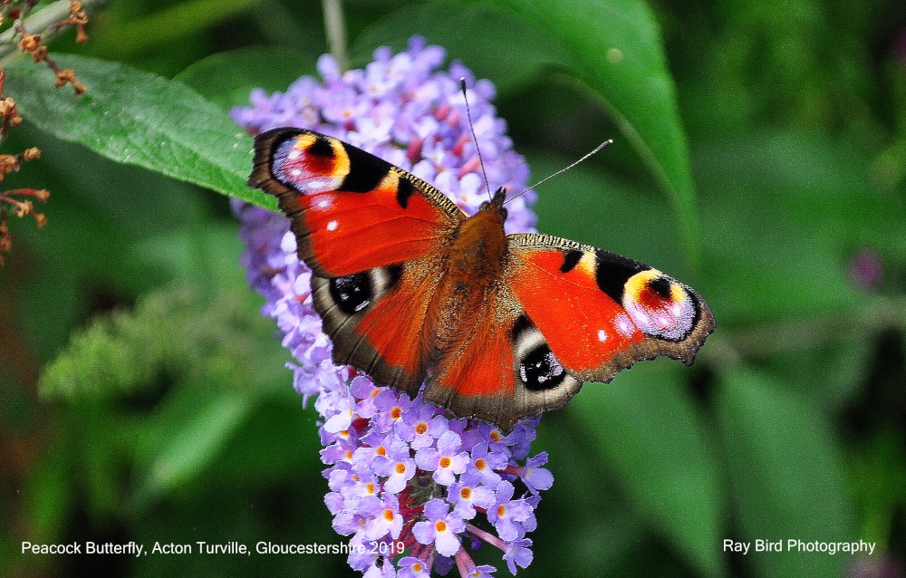 Peacock Butterfly, Acton Turville, Gloucestershire 2019