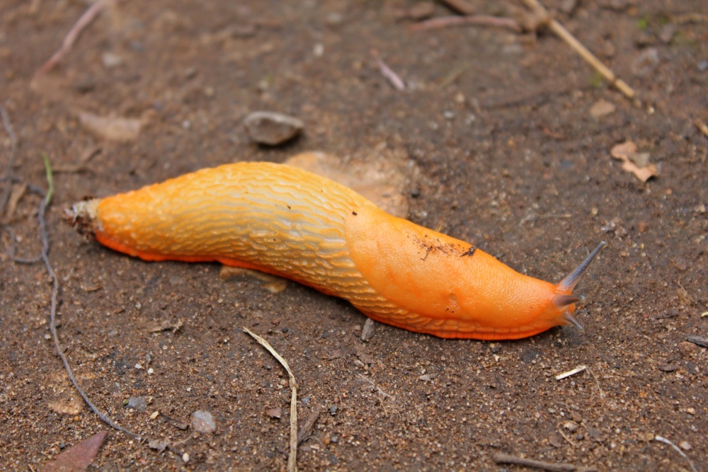 Budleigh Salterton – orange slug