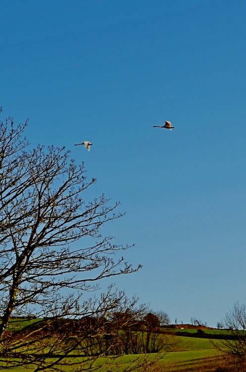 Budleigh Salterton – Two Swans