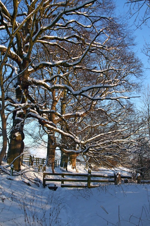 Tanfield Snow in January 2010