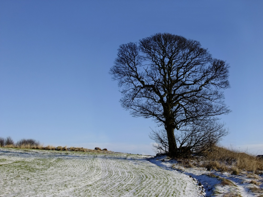 Tanfield winter tree
