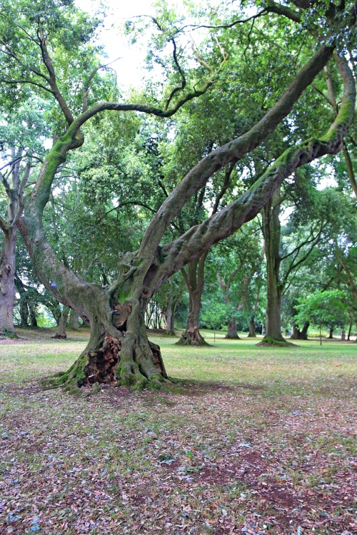 Bicton Holm Oak