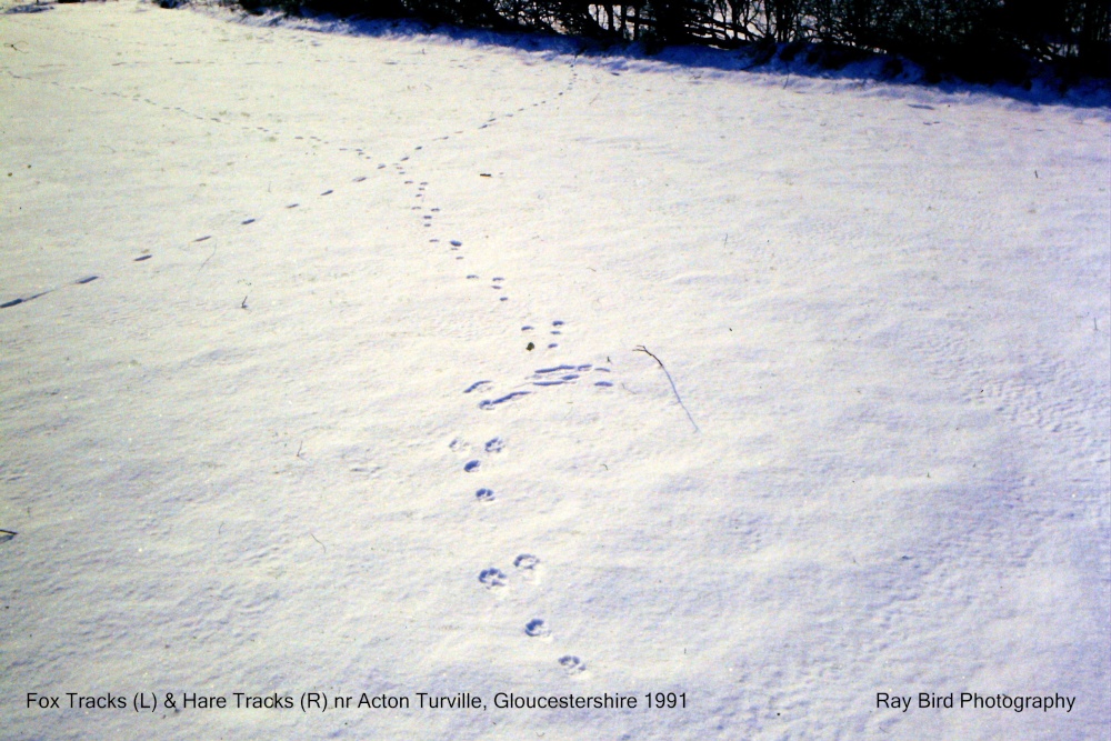 Fox Tracks (L) & Hare Tracks (R), nr Acton Turville, Gloucestershire 1991